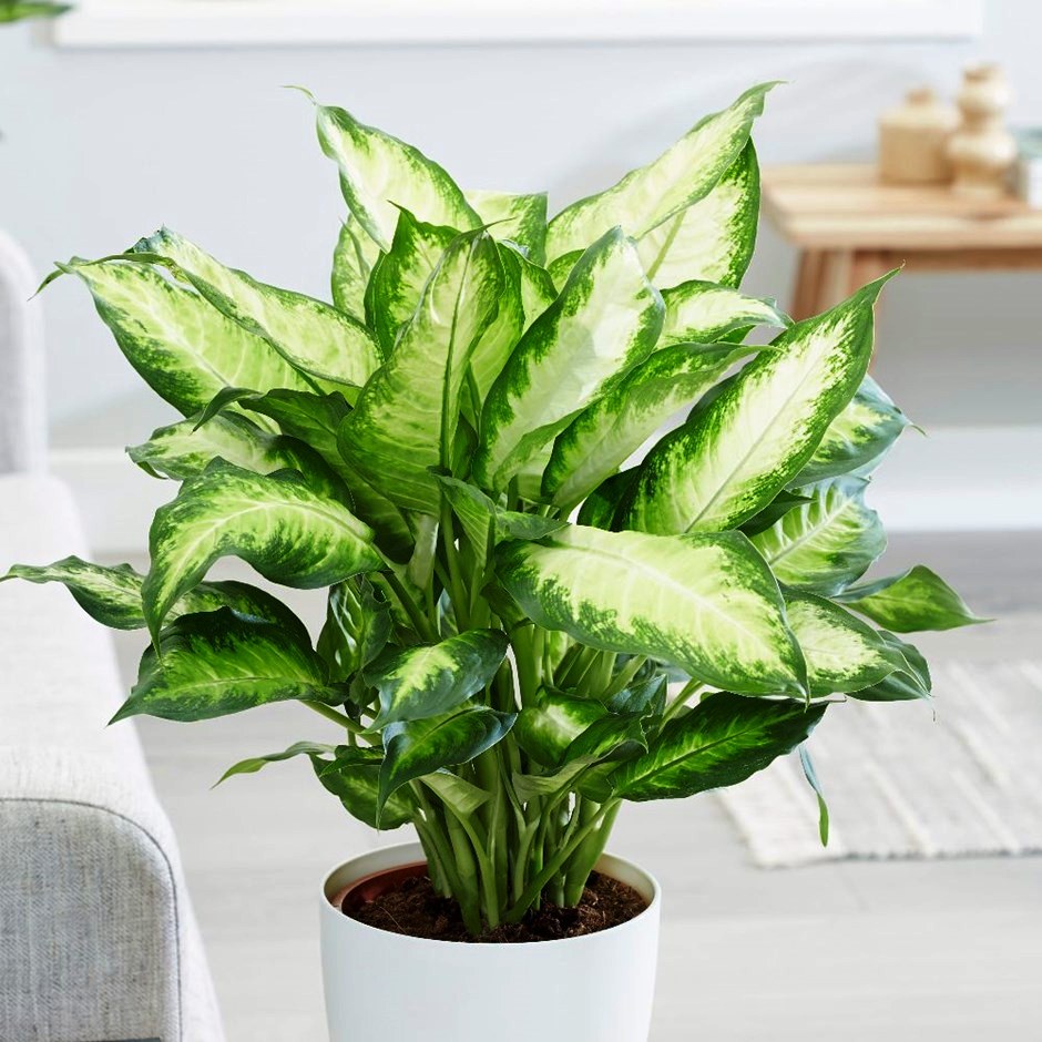 Cây vạn niên thanh phong thủy